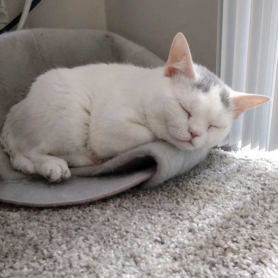 Adorable chaton faisant la sieste