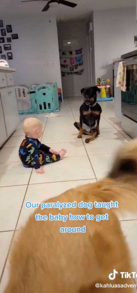 Bébé appris ramper grâce chienne paralysée