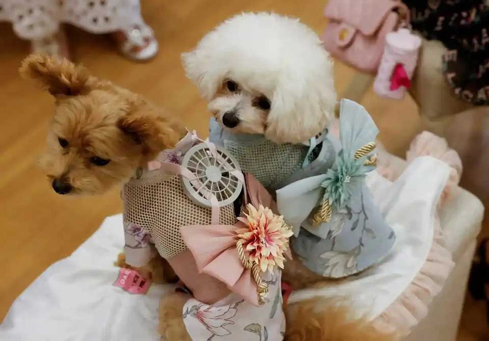 Canicule entreprise japonaise fabrique vêtements ventilateurs chiens