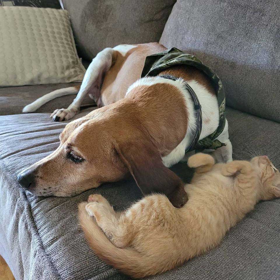 Chat et chiot se reposent ensemble