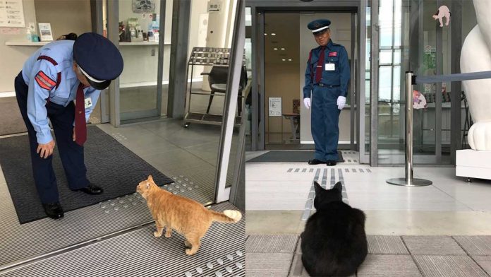 Deux chats Japon tentent se faufiler musée depuis années