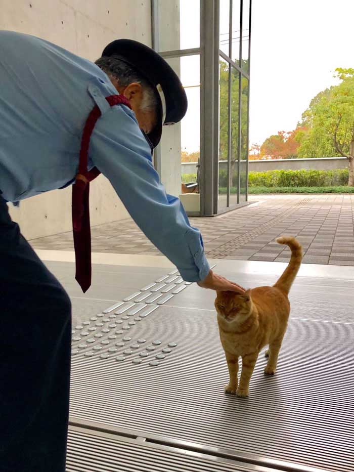 Deux chats Japon tentent se faufiler musée depuis années