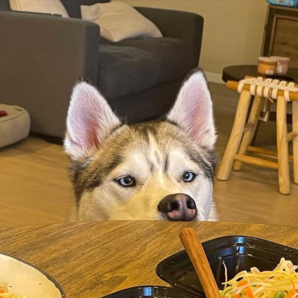 Le chien regarde la nourriture