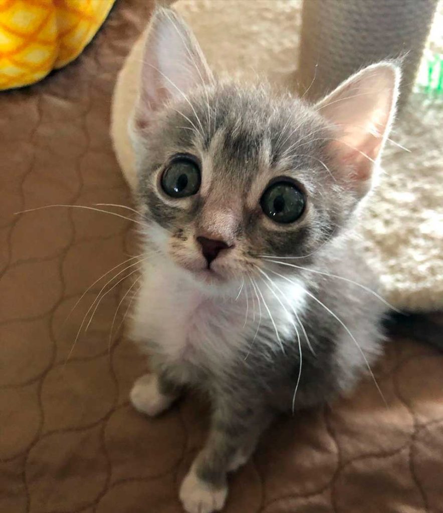 Petit chaton grands yeux