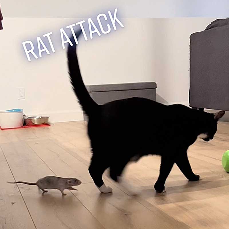 Sky Arthur rat chat forment amitié dessin animé