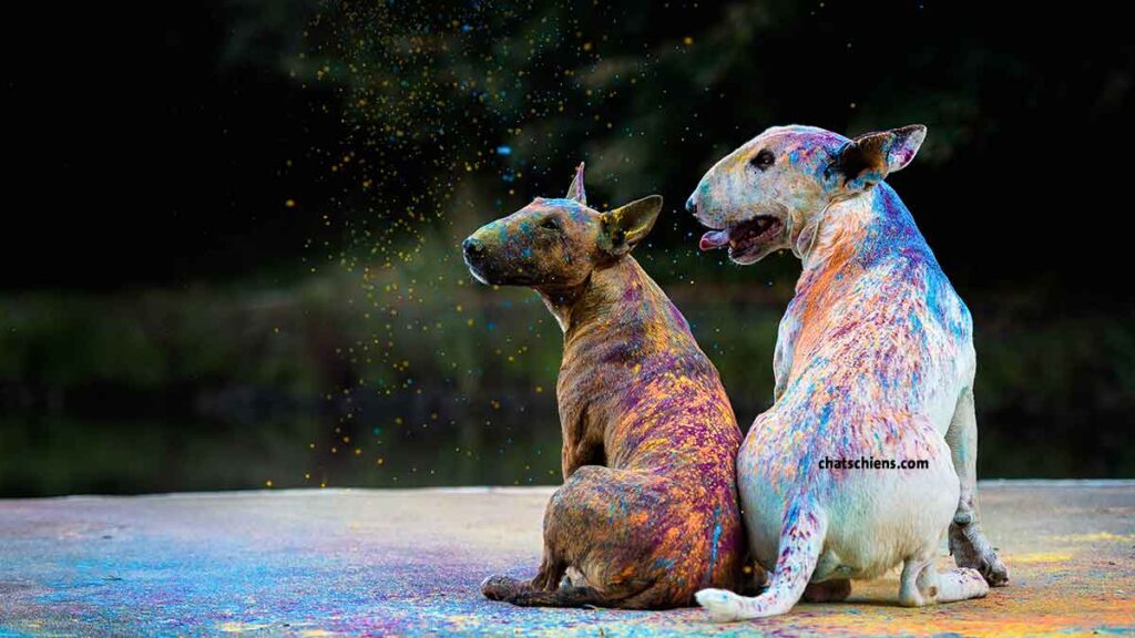 Tragiquement incompris faits Bull Terriers