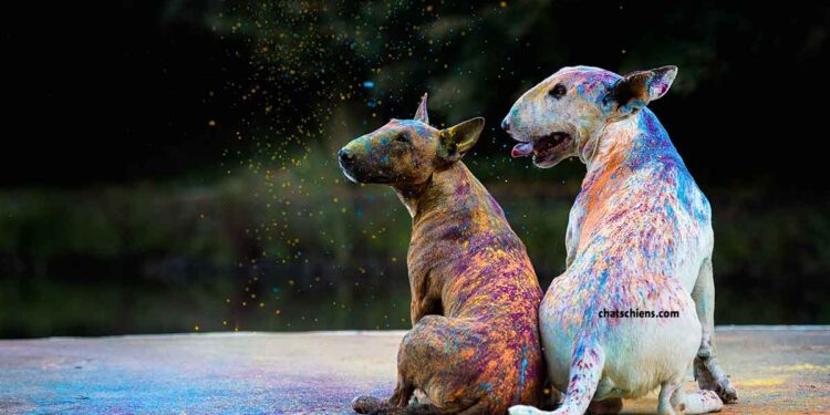 Tragiquement incompris faits Bull Terriers