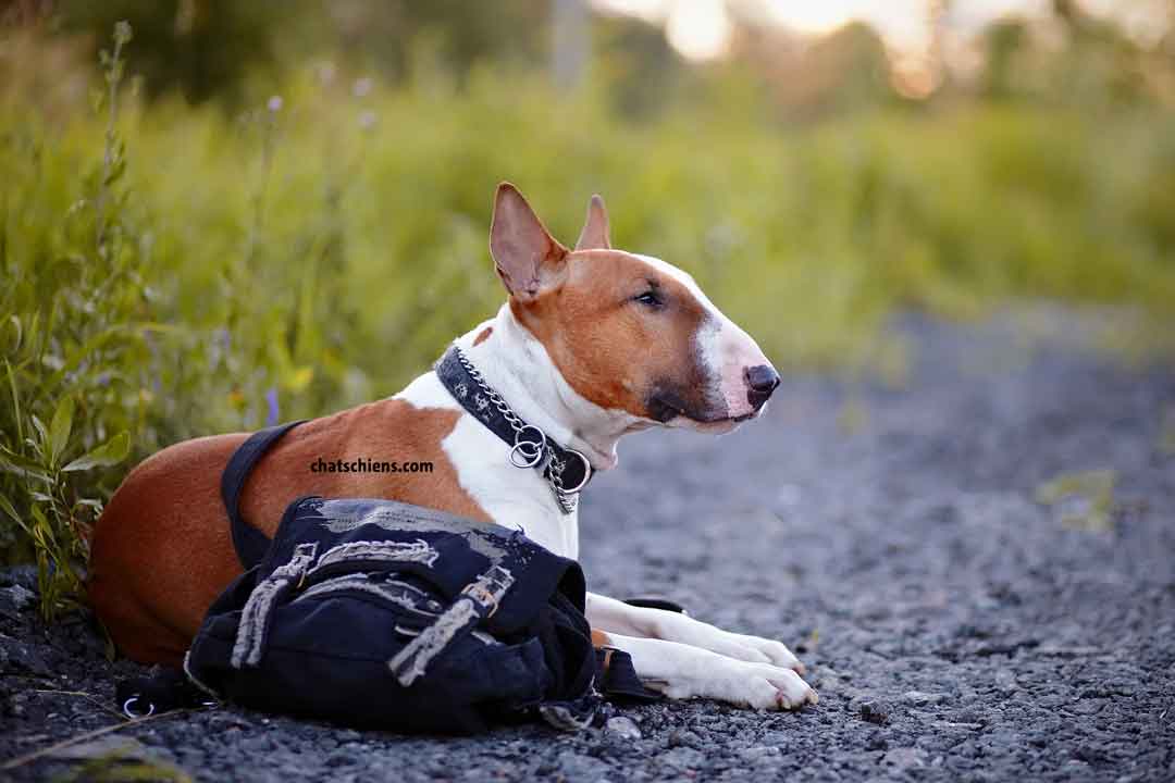 Tragiquement incompris faits Bull Terriers