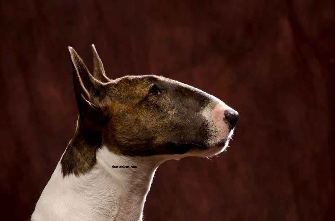 Tragiquement incompris faits Bull Terriers