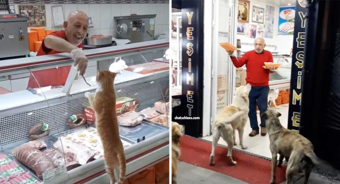 boucher donne viande chiens chats errants affamés
