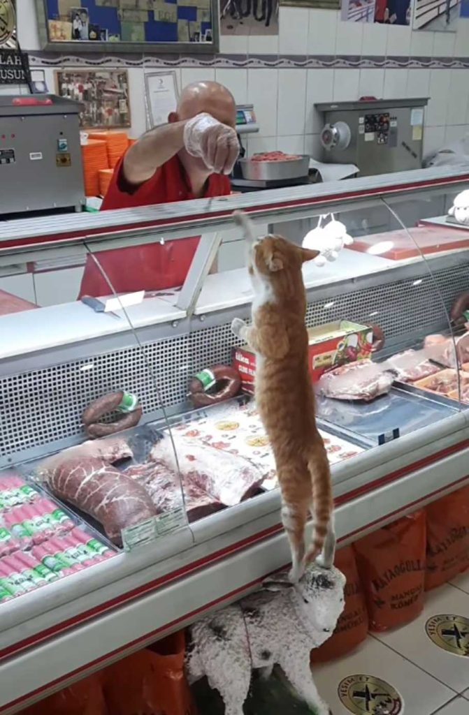 boucher donne viande chiens chats errants affamés