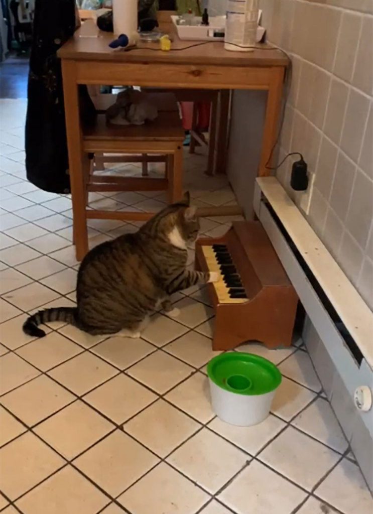 chat a piano