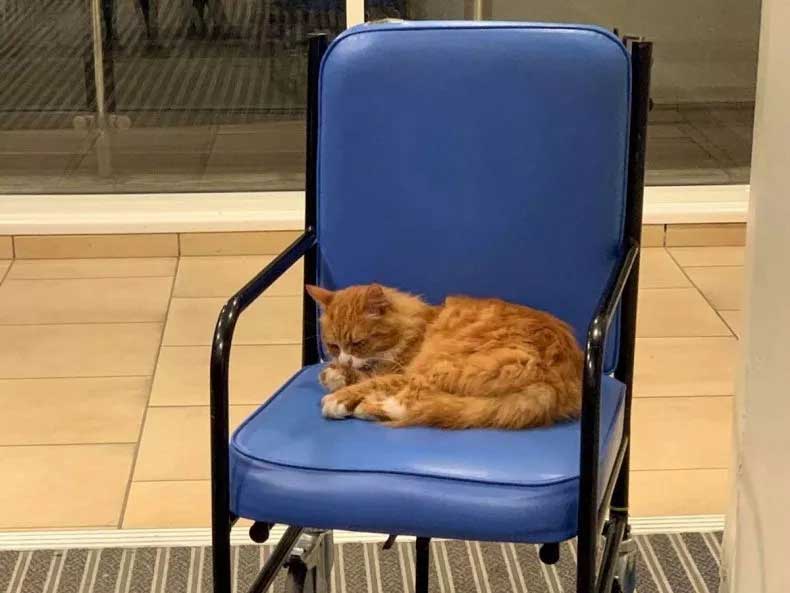 chat fait hôpital deuxième maison visite personnel patients
