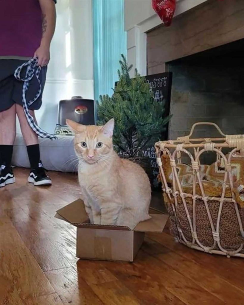 chaton dans une boite