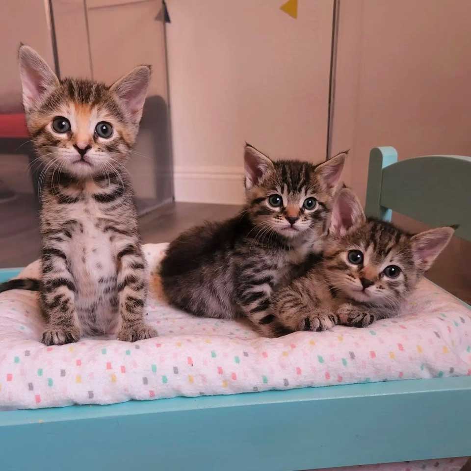 chatons trio