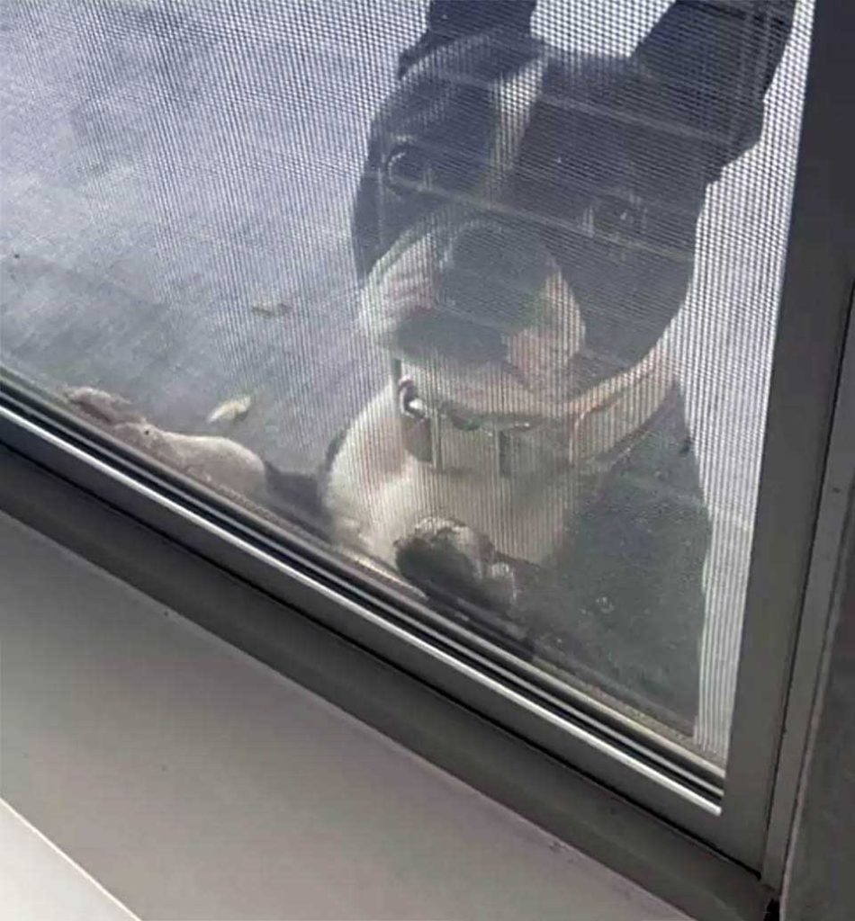 chien regardant par la fenêtre