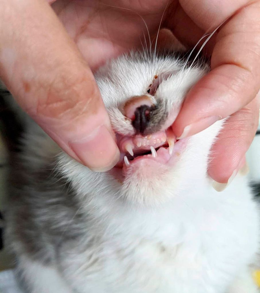 dents de chat