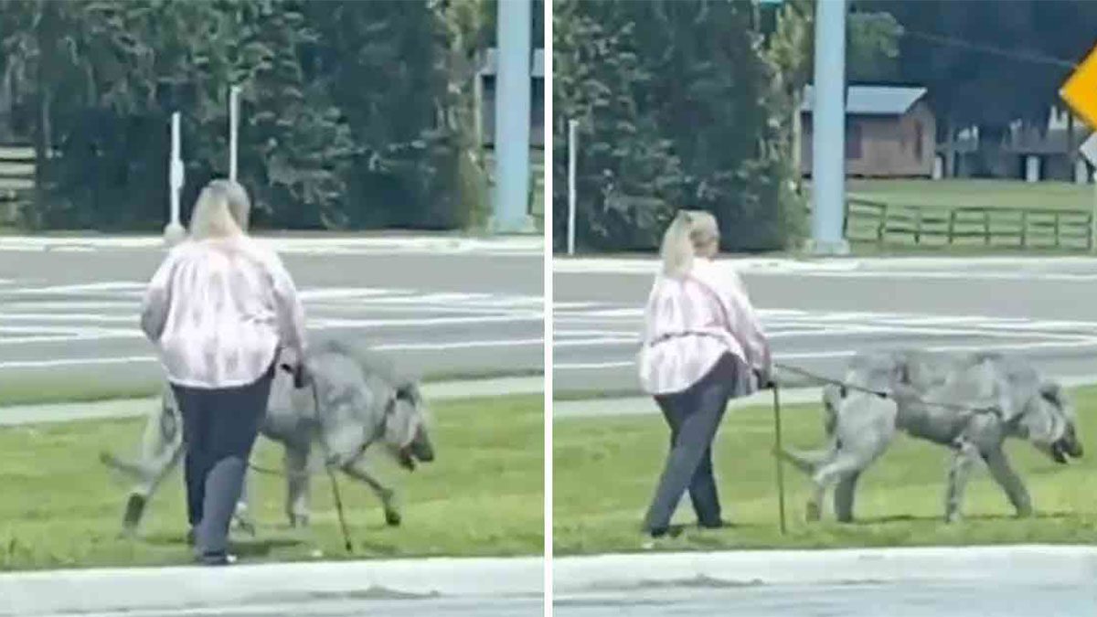 femme promenant animal géant virale chien loup