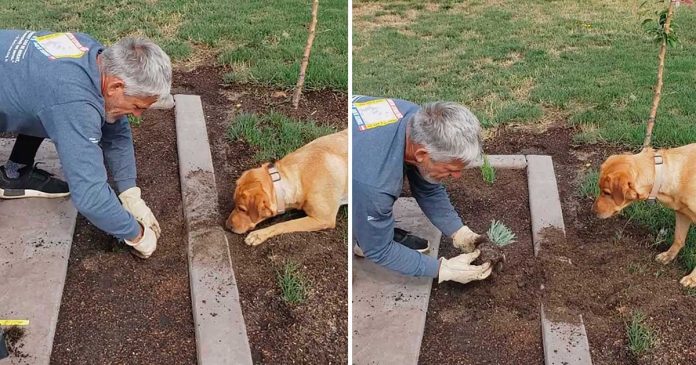jardinier et son chien plante sans pelle