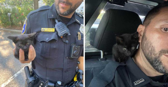 policier sauve chaton moteur voiture adopte
