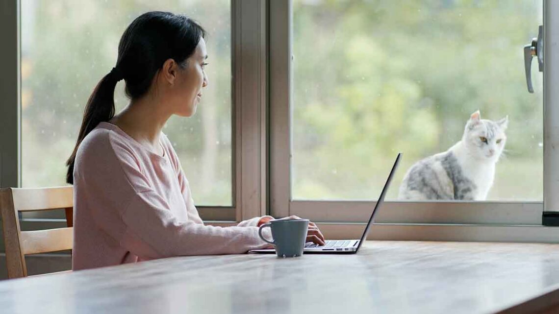 questions qui hantent les propriétaires de chats