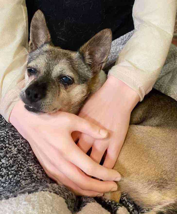 sauveteurs utilisé mannequin calmer anxiété chien aveugle