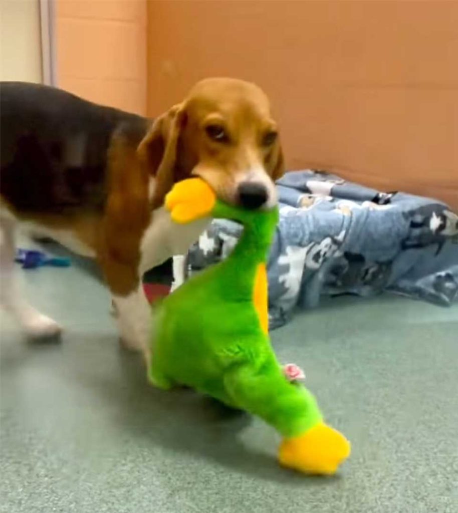 Beagle sauvé obtient son premier jouet