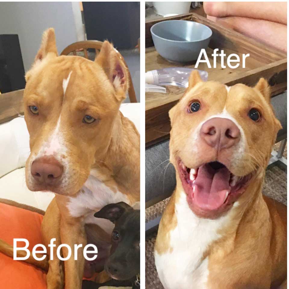 Des chiens avant et après leur adoption qui changent leur vie