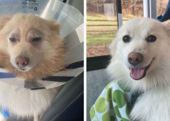 La réaction étonnante d'un chien sauvé lorsqu'il voit clairement pour la première fois