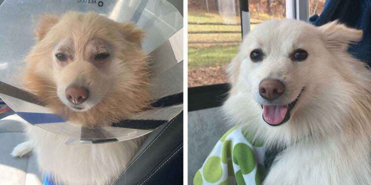 La réaction étonnante d'un chien sauvé lorsqu'il voit clairement pour la première fois