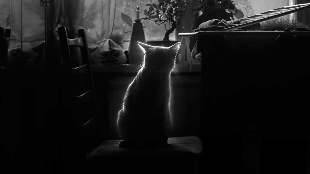 Mon chat ne dort pas la nuit. Comment établir une routine Chats et Chiens