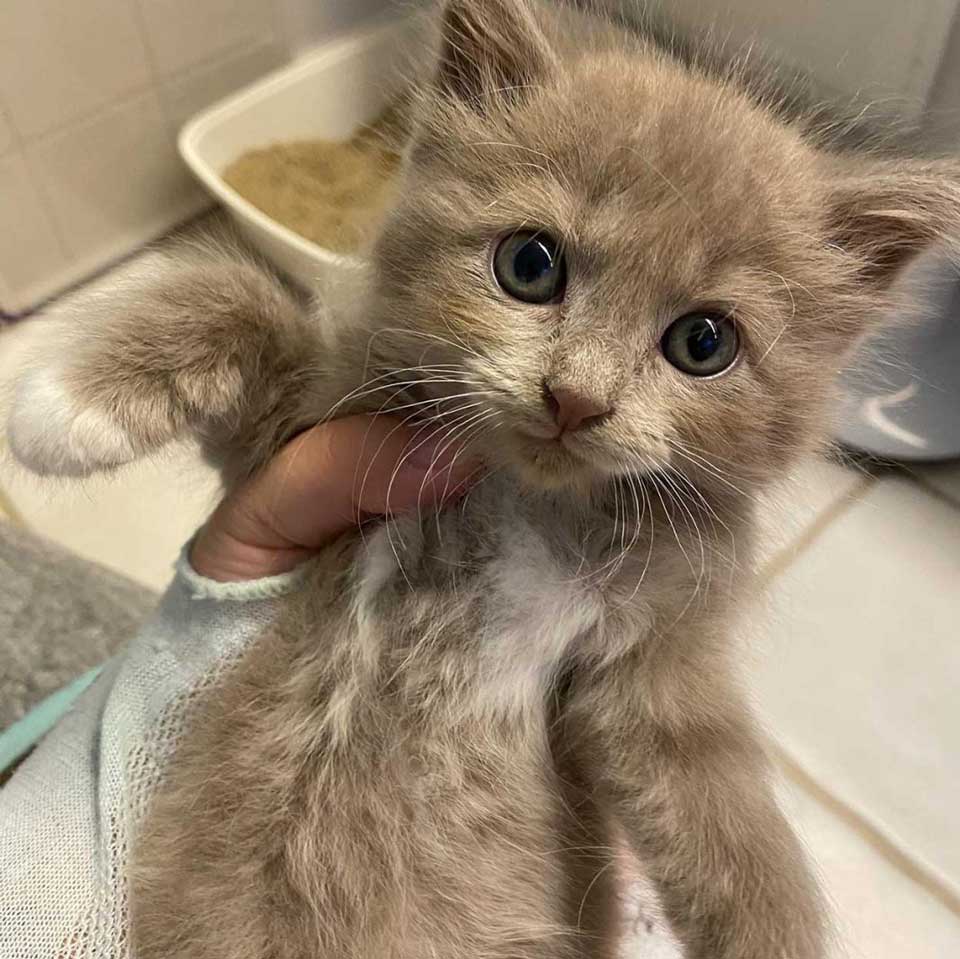 adorable bébé chaton