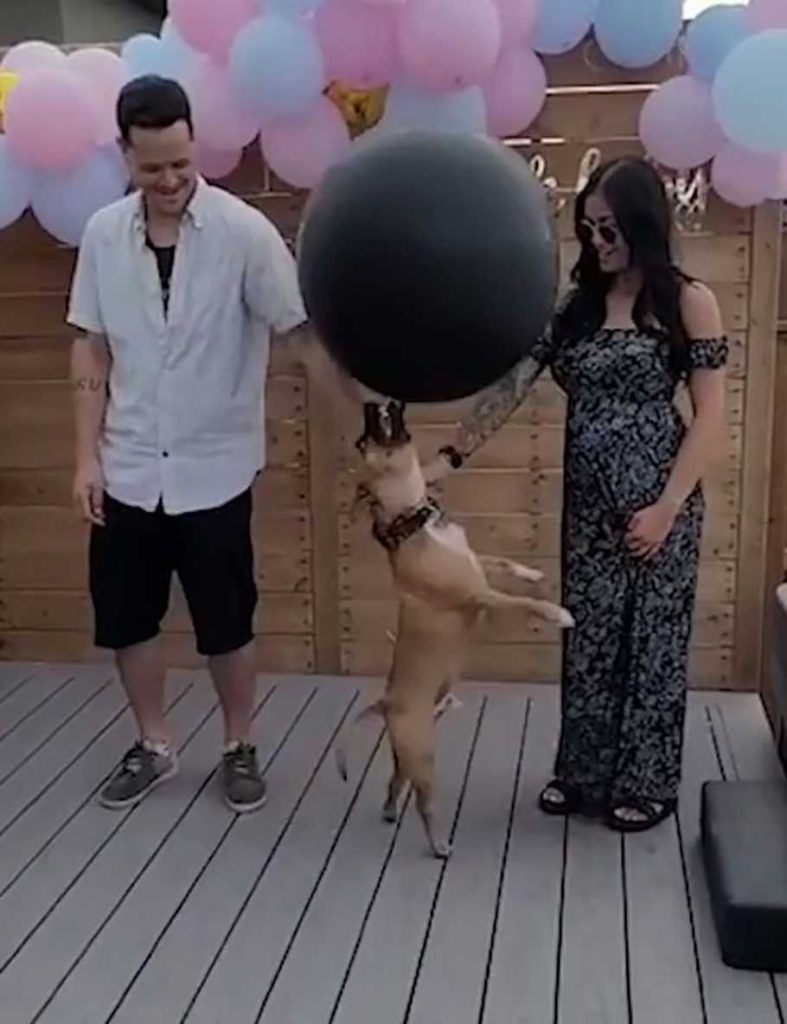 chien ruiné révélation sexe bébé envoyant ballon surprise air