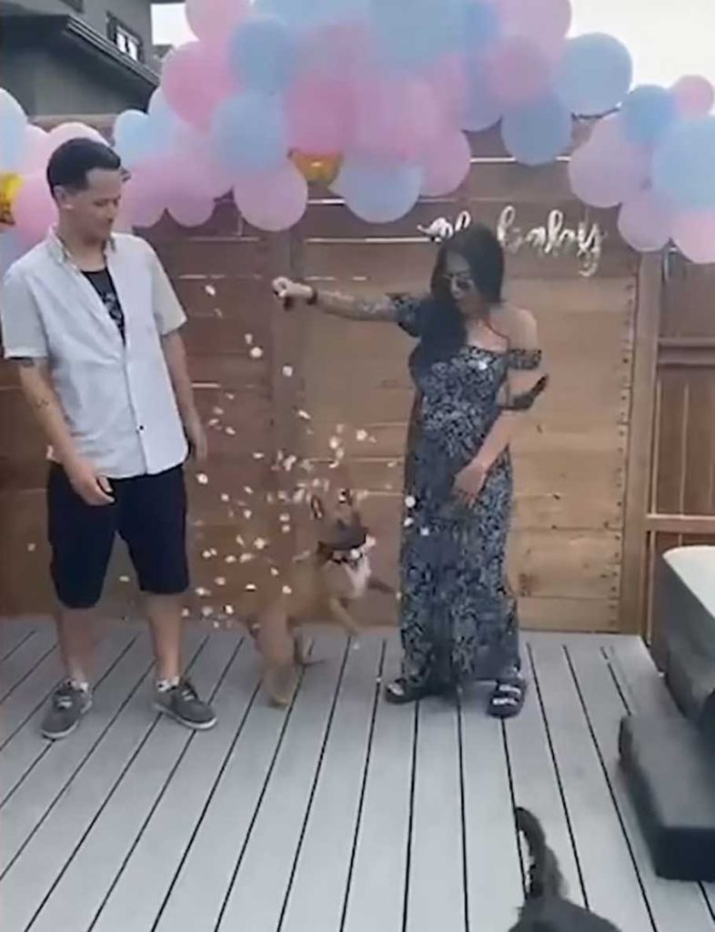 chien ruiné révélation sexe bébé envoyant ballon surprise air