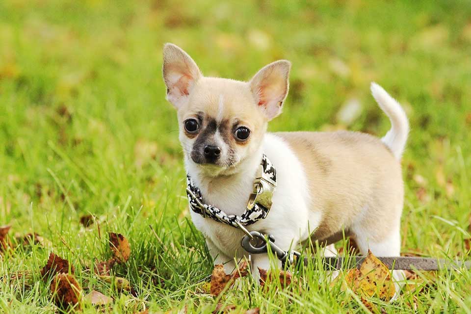 choisir un chiot Chihuahua
