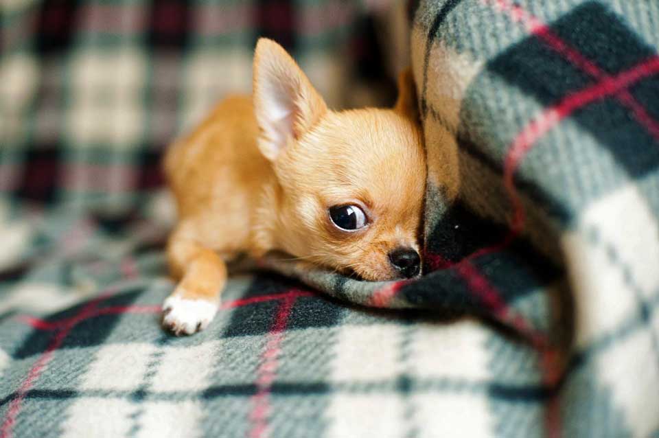 choisir un chiot Chihuahua