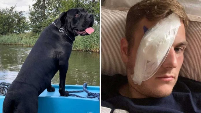livreur sauté rivière sauvé chien noyait mordre