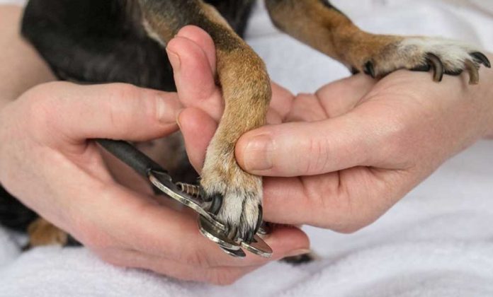 Comment couper les griffes d'un chien : instructions pour les