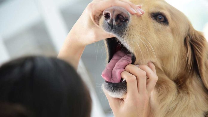 Maladies dents cavité buccale chien