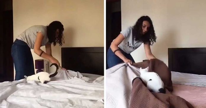 femme documente faisant lit chat