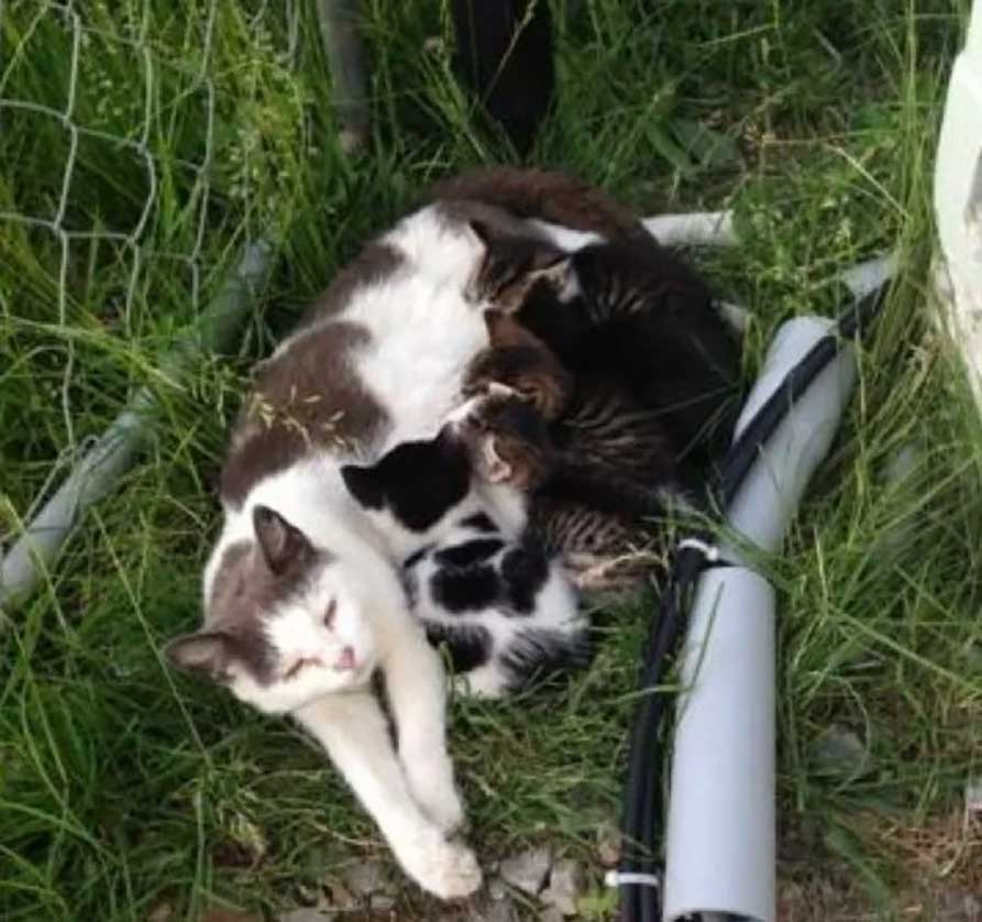 Deux frères nourrissent chatte sauvage présente chatons