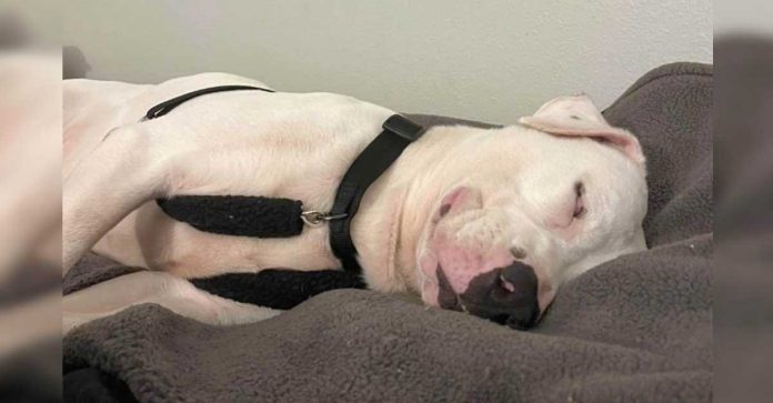 chien plus âgé refuge dort souriant adopté
