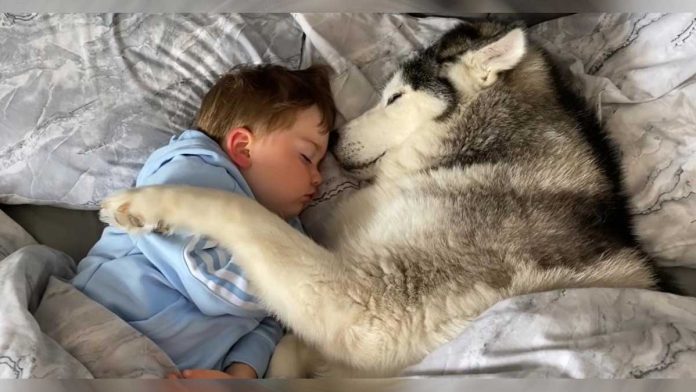 chien refuse quitter lit s endort avec bébé