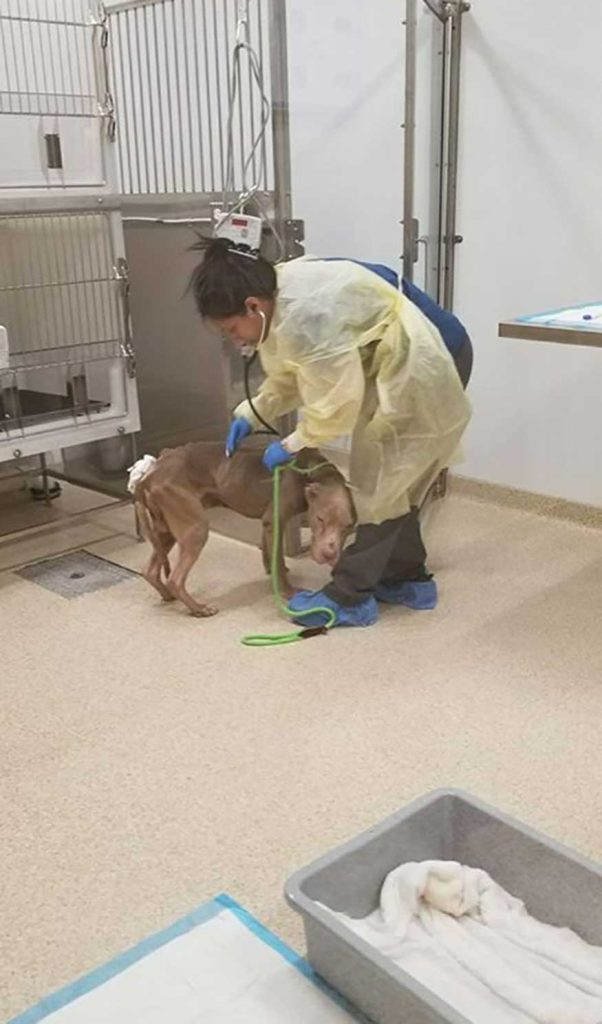 femme passe nuit refuge soin chien mourant