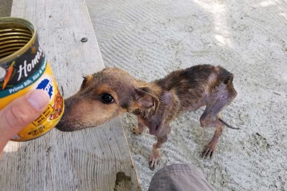 photographe sauve chien abandonné affamé île isolée