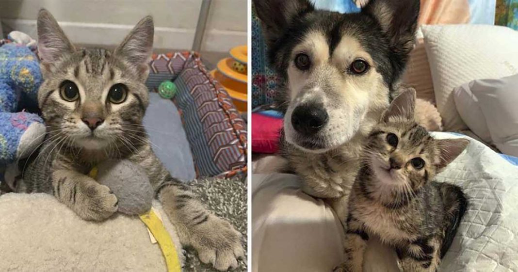 Un chaton qui ne peut pas marcher, rencontre un chien et ne peut pas être séparé de lui Chats