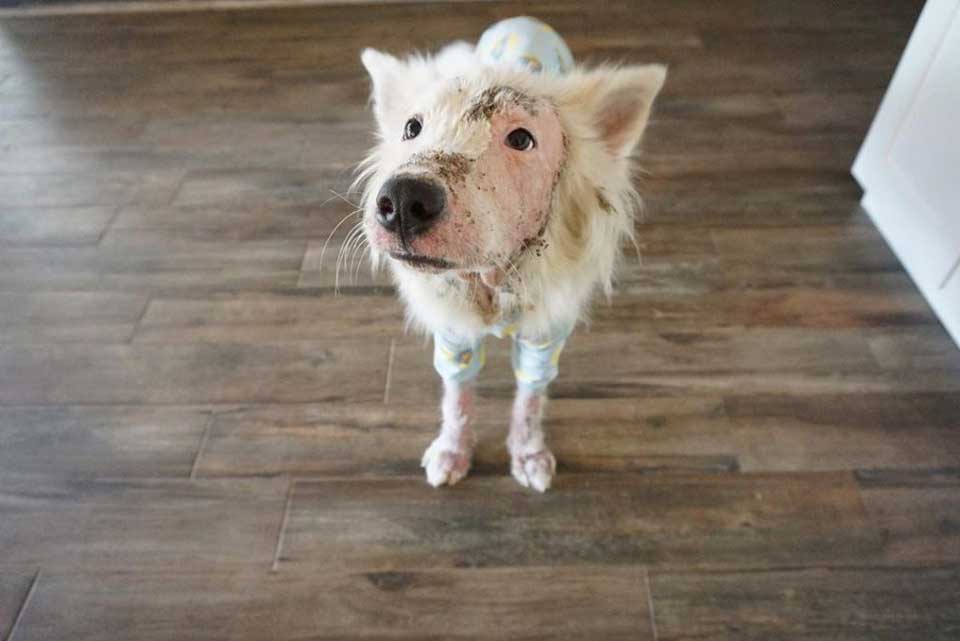 chien sans poils sauvé blanc moelleux