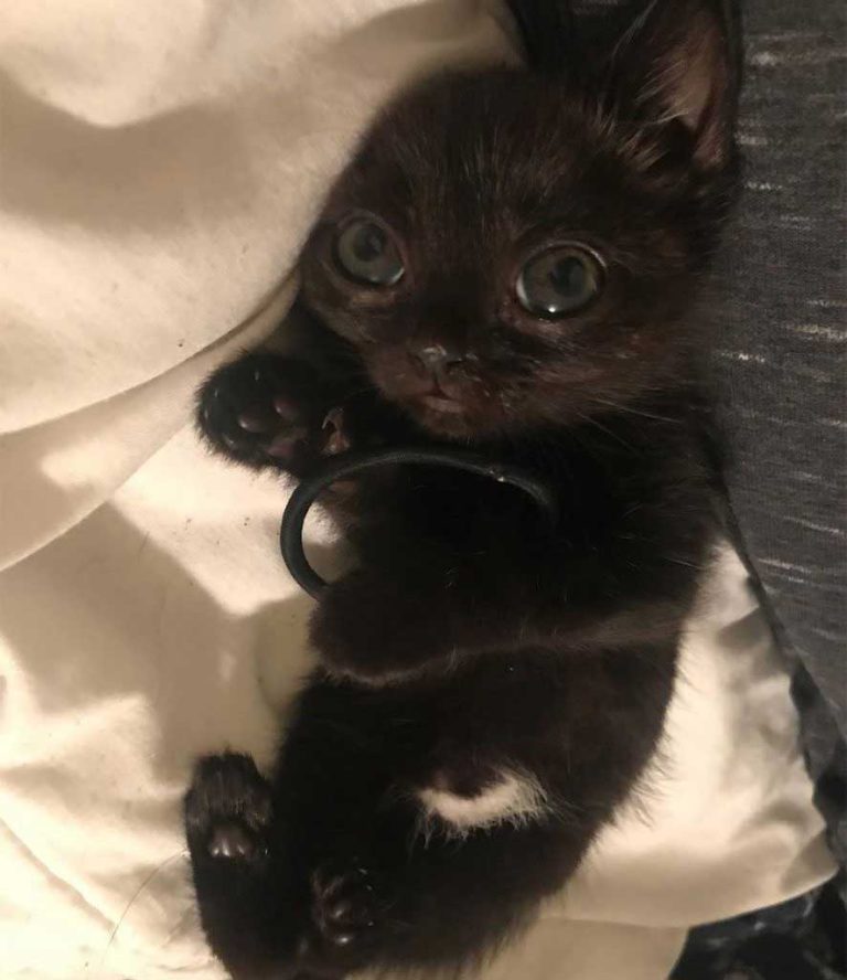 Une famille trouve un chaton abandonné avec l