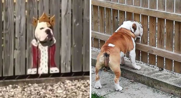 Bulldog regard rue trou clôture costumes