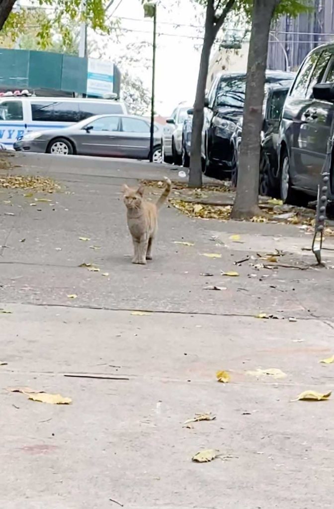 chat court vers une femme dans une rue animée